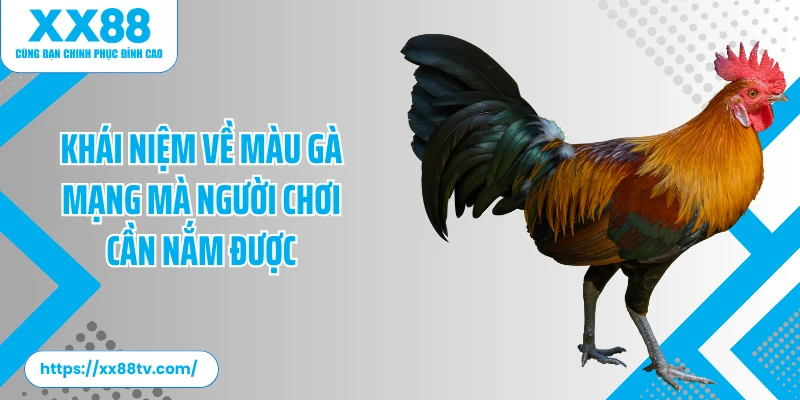 Khái niệm về màu gà mạng mà người chơi cần nắm được